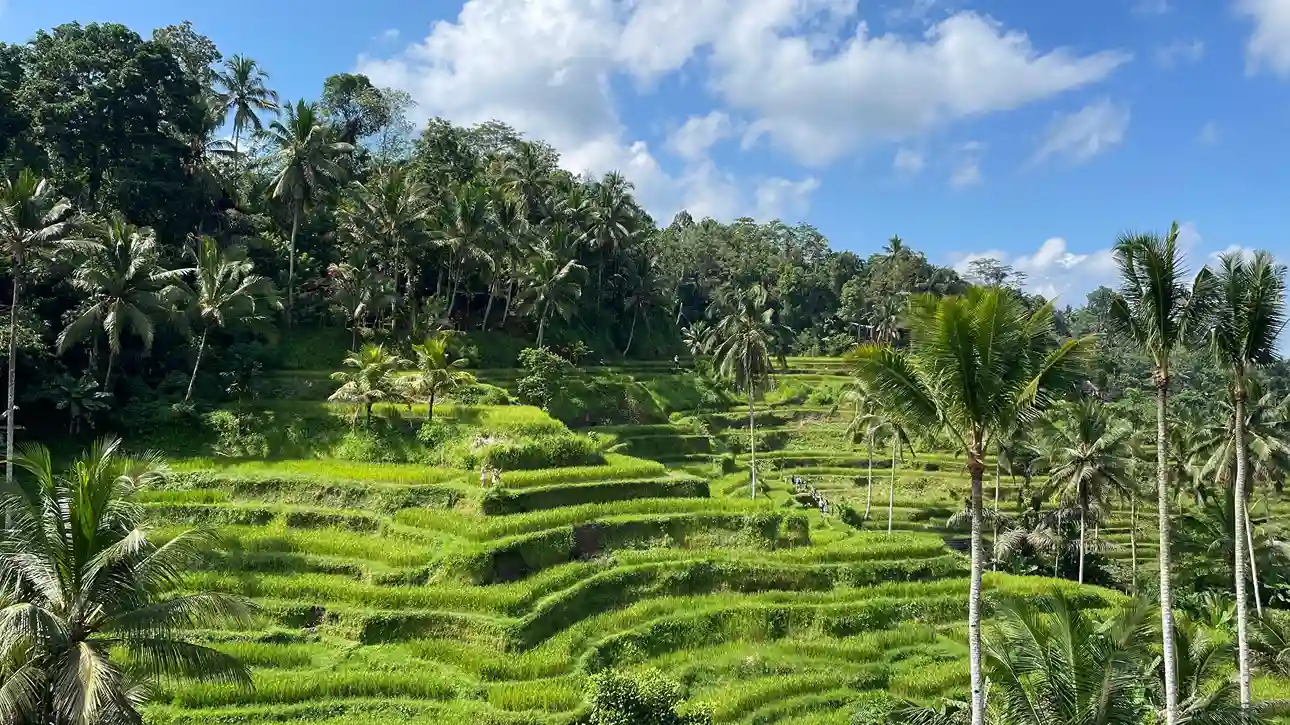 Tegalalang rice terraces under morning sun, Ubud, Bali